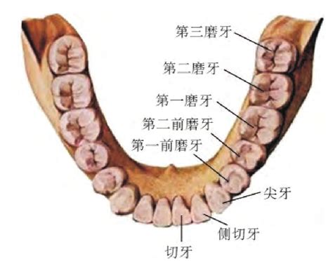 大牙位置|牙齿分布图解及名称